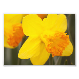 Foto Impresión fotográfica-Narcisos