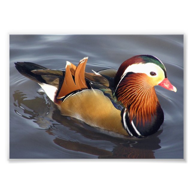 Foto Impresión fotográfica-Pato mandarín (Frente)