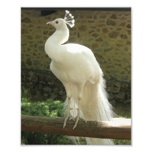 Foto Impresión fotográfica-Pavo real blanco