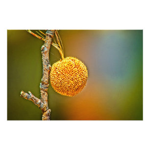 Foto Impresión fotográfica, Sycamore Seed Ball