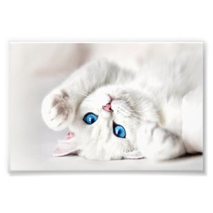 Foto Impresión Gatito Blanco