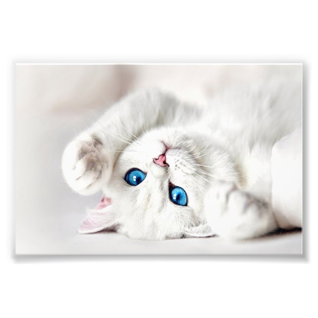Foto Impresión Gatito Blanco (Frente)