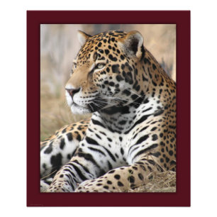 Foto Impresión Jaguar Classic -20x24 -otros tamaños dis