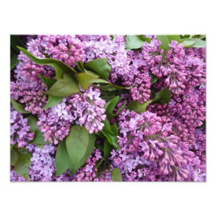 Foto IMPRESIÓN - lilas en primavera - Francia