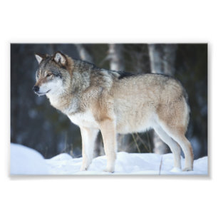 Foto Impresión Lobo Salvaje