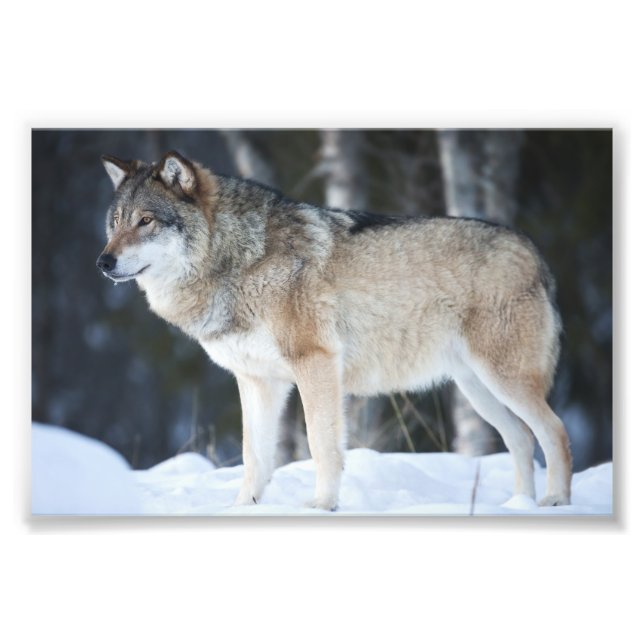 Foto Impresión Lobo Salvaje (Frente)
