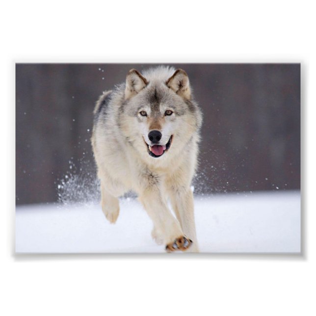 Foto Impresión Lobo Salvaje (Frente)