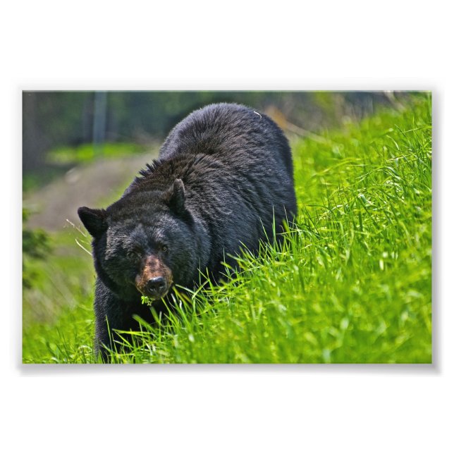 Foto Impresión Oso Negro (Frente)