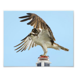 Foto Impresión Osprey Unfurled 8x10