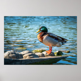 Foto Impresión Pato Silvestre | Escena Lago de Vid