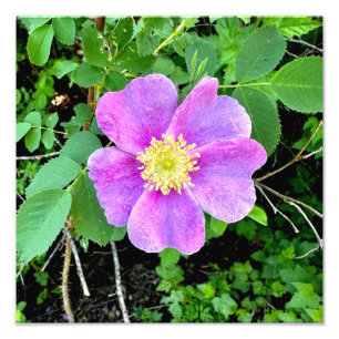 Foto Impresión Rosa silvestre