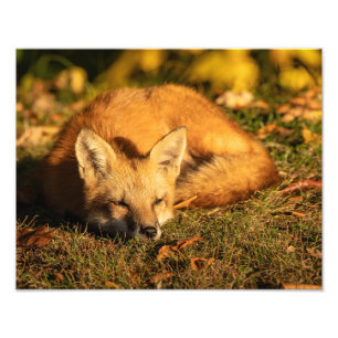 Foto Impresión Sleepy Little Fox Photo Print