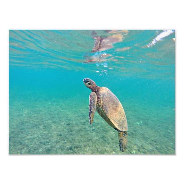 Foto Impresión submarina de la tortuga verde honu Hawai (Frente)