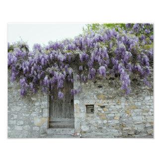 Foto IMPRESIÓN - Wisteria Viviers Francia