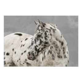 Foto Impresionante gelatina appaloosa