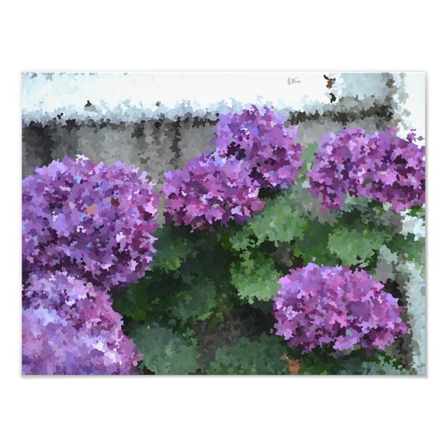 Foto Impresionante Hydrangea Photo Print (Frente)