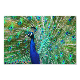 Foto Impresionante imagen de pavo real