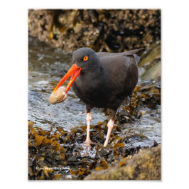 Foto Impresionante Oystercatcher negro con almeja
