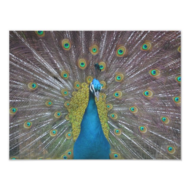 Foto Impresionante pavo real (Frente)