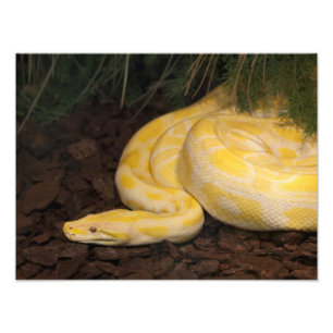 Foto Impresionante Python birmano amarillo