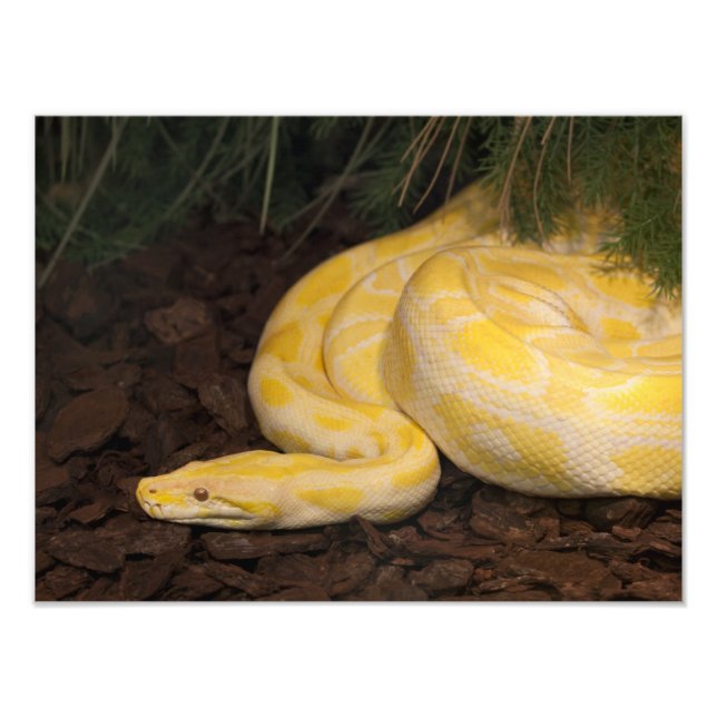 Foto Impresionante Python birmano amarillo (Frente)