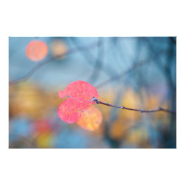 Foto Impresionantes hojas de montaña rusa