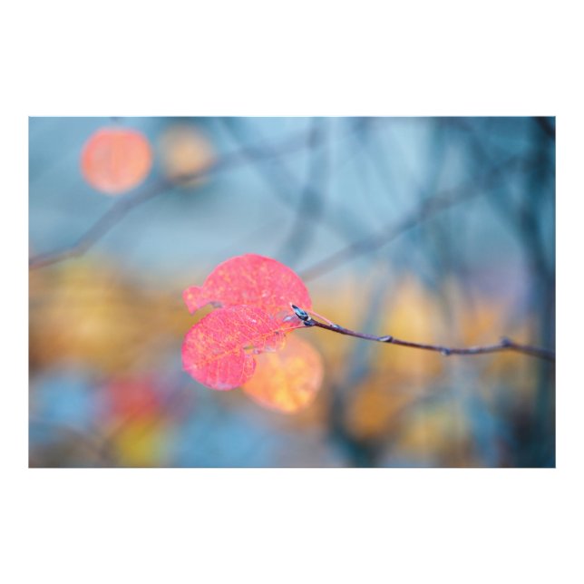 Foto Impresionantes hojas de montaña rusa (Frente)