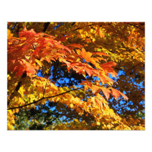 Foto Impresionantes hojas de otoño en árboles Poster de