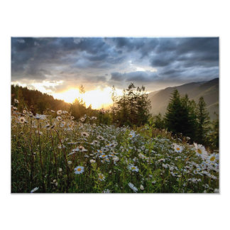 Foto IMPRESIONES ~ "A Daisy Sunset"