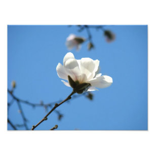 Foto Impresiones de arte de flores de magnolia blancas 