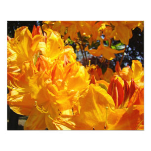 Foto Impresiones de Arte Fotográfico Flores Rhodies Nar