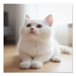 Foto Impresiones de Guardería de Gatitos y Habitación d