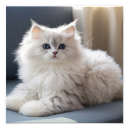 Foto Impresiones de Guardería de Gatitos y Habitación d