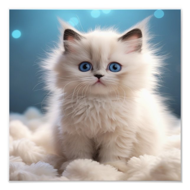 Foto Impresiones de Guardería de Gatitos y Habitaciones (Frente)