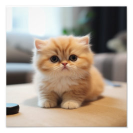 Foto Impresiones para guardería de gatitos y habitación