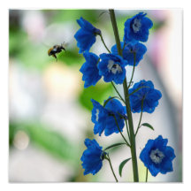 Impreso azul de visita de una abeja (medio: 12" x 