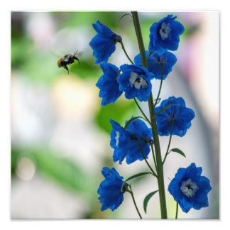Foto Impreso azul de visita de una abeja (medio: 12" x 