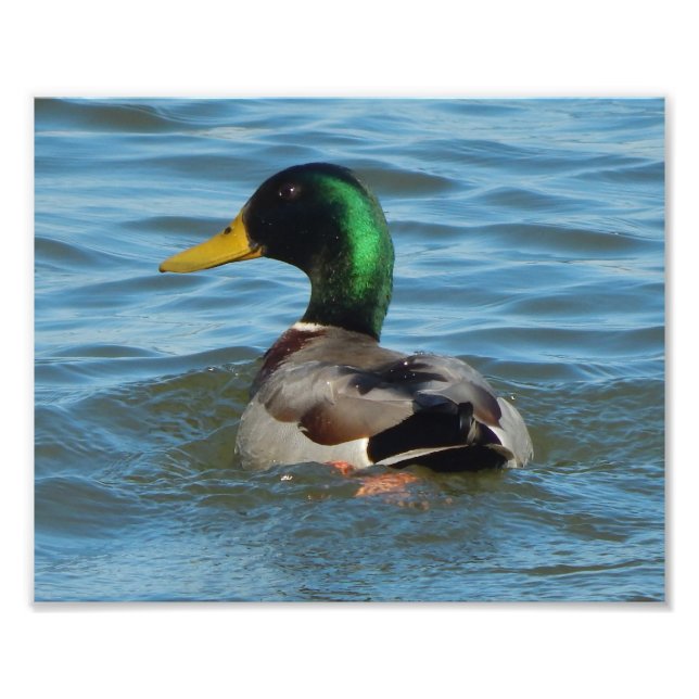 Foto Imprimir arte: pato mallard (Frente)