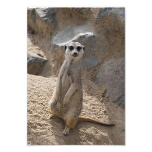 Foto Increíble suricata