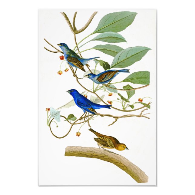 Foto Indigo Bunting John James Audubon Birds of America (Frente)