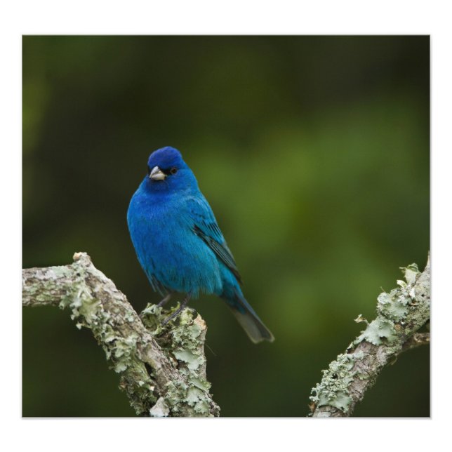 Foto Indigo Bunting, Passerina cyanea, Costa (Frente)