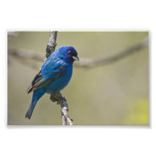 Foto Indigo Bunting Perched In Sunlight: Fotografía
