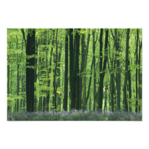 Foto Inglaterra, bosque de hayas y campanillas azules