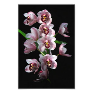 Foto Insanidad orquídea en negro