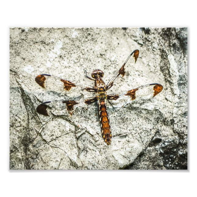 Foto Insectos de la naturaleza de la libélula (Frente)