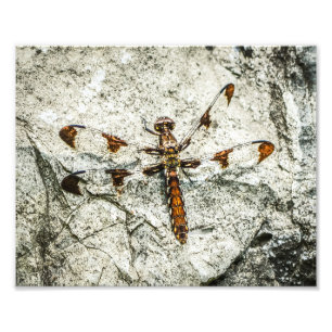 Foto Insectos naturales de la libélula
