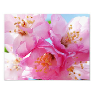 Foto Inspiración rosada del pétalo