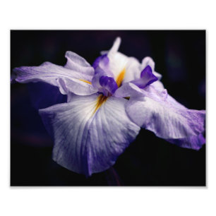 Foto Intenso cierre de la flor japonesa Iris 8x10