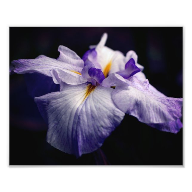 Foto Intenso cierre de la flor japonesa Iris 8x10 (Frente)