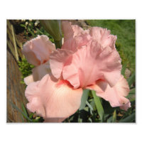 Iris con barba rosa